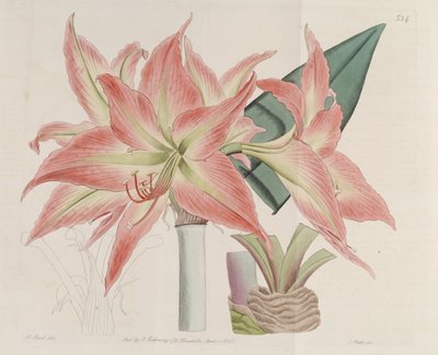 المخطط Hippeastrum بواسطة سجل نباتي